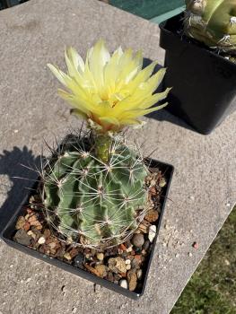 Preview: Thelocactus setispinus